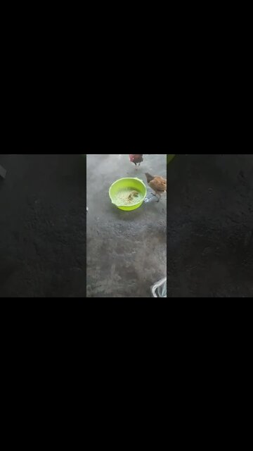 Mãe galinha do olho azul almoça com seus filhos