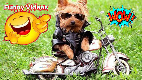 FUNNY PET VIDEOS in HD #2 FUNNY SHORTS #shorts #cat #dog #pets