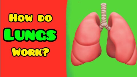 How Do Lungs Work? Functions of Lungs, Oxygen Intake....