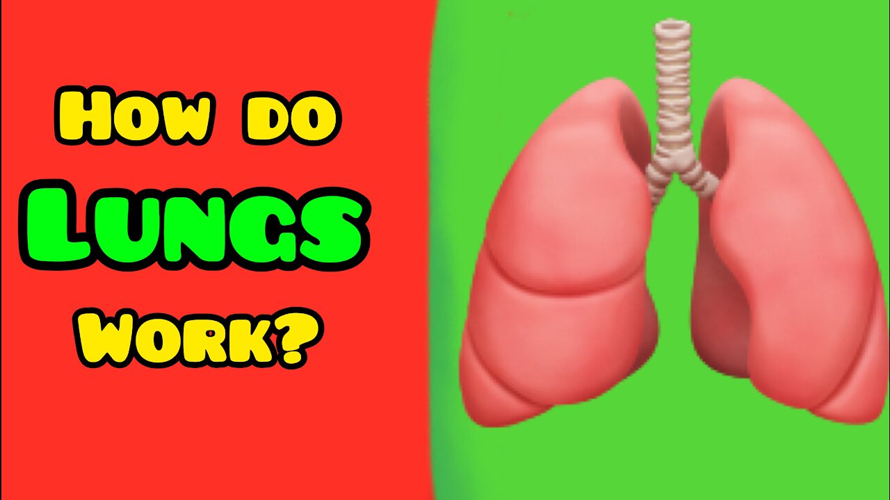 How Do Lungs Work? Functions of Lungs, Oxygen Intake....