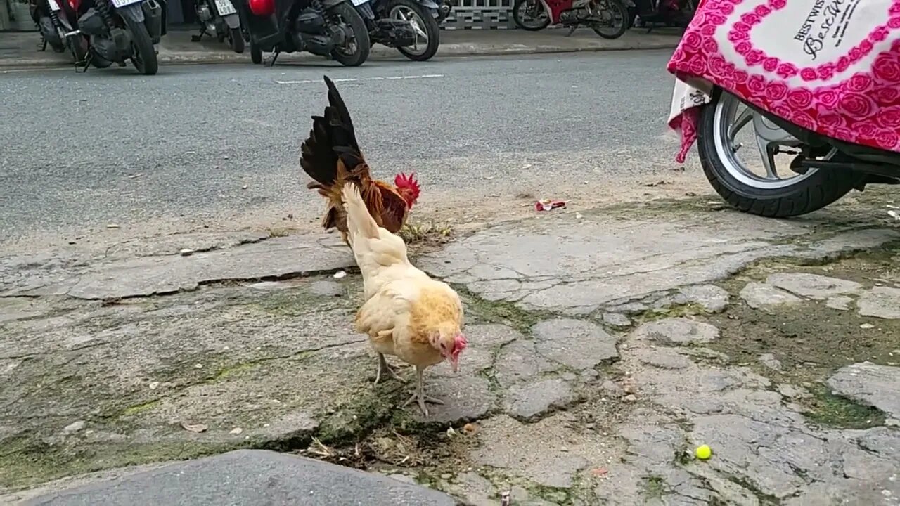 Cute chicken strolling on street in Saigon. Gà dễ thương đi đường🐥🐣🐓