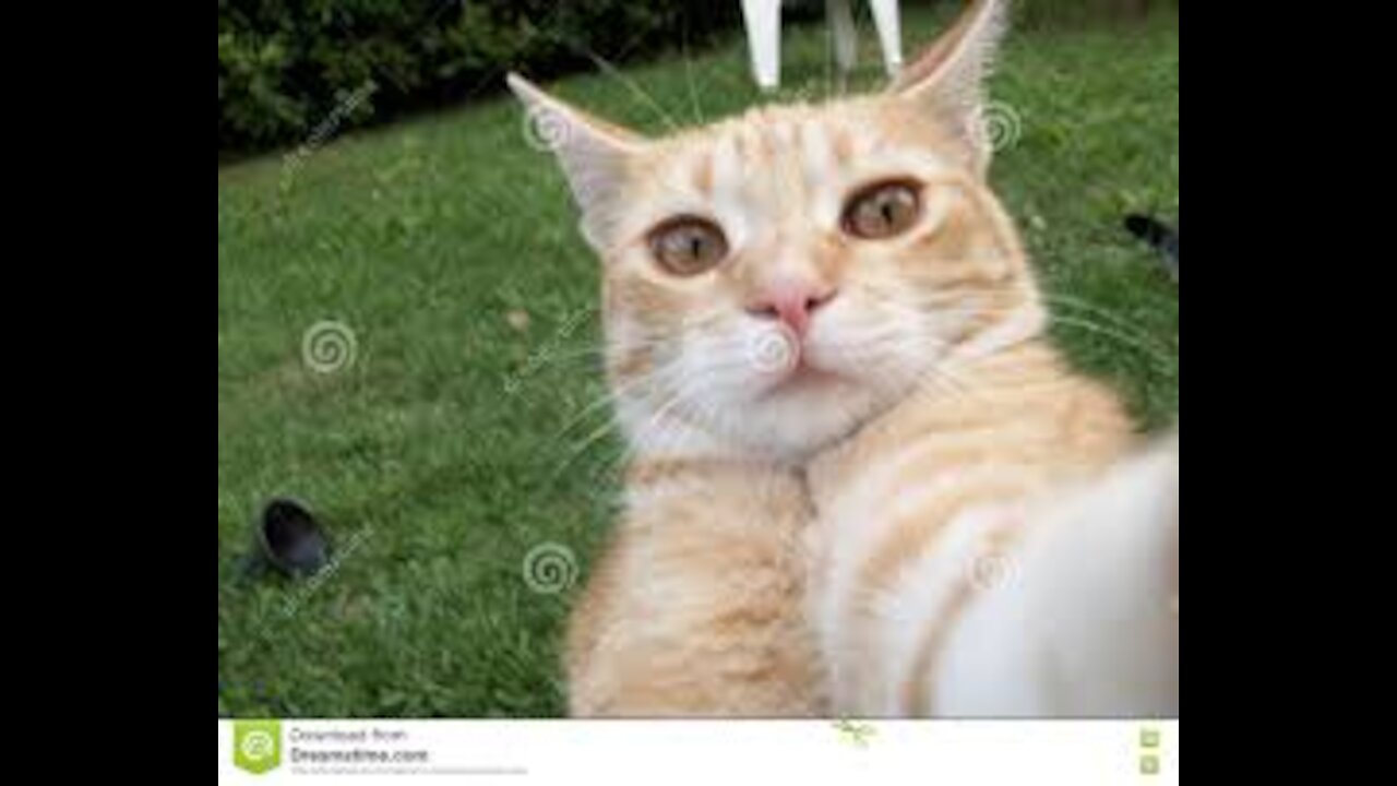 Selfie Cat