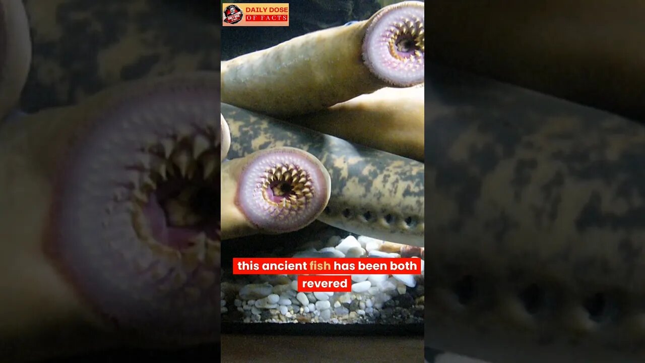 lamprey the vampire fish #shorts #shortsfeed #shortsvideo