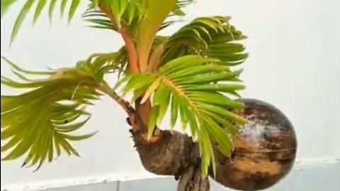 very beautiful coconut bonsai