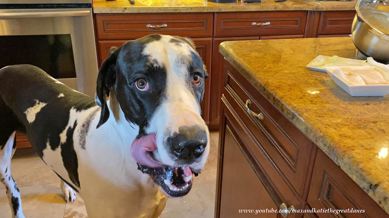 Great Danes Watch How To Make Battered Fish And Chips