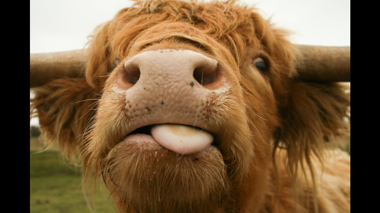 Cow adorably nudges brother along to get his treats