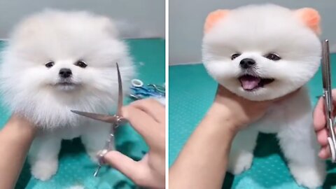 Cute dog puppy beautiful hair style after a hair cutting