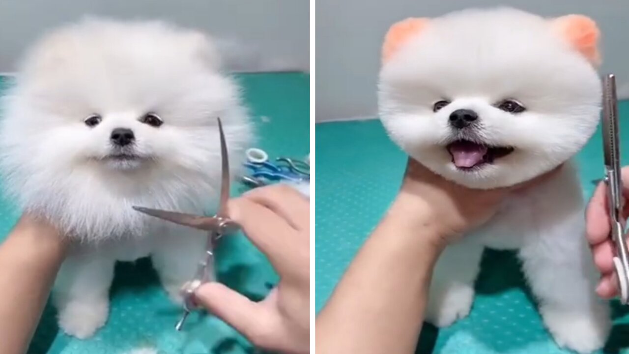 Cute dog puppy beautiful hair style after a hair cutting