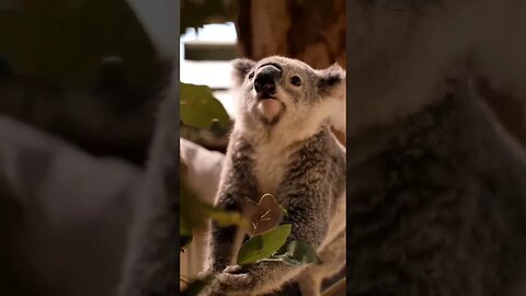 #short #short video #viral #funni #musti #animals #tranding video #kumar #devendra #joks #discovery