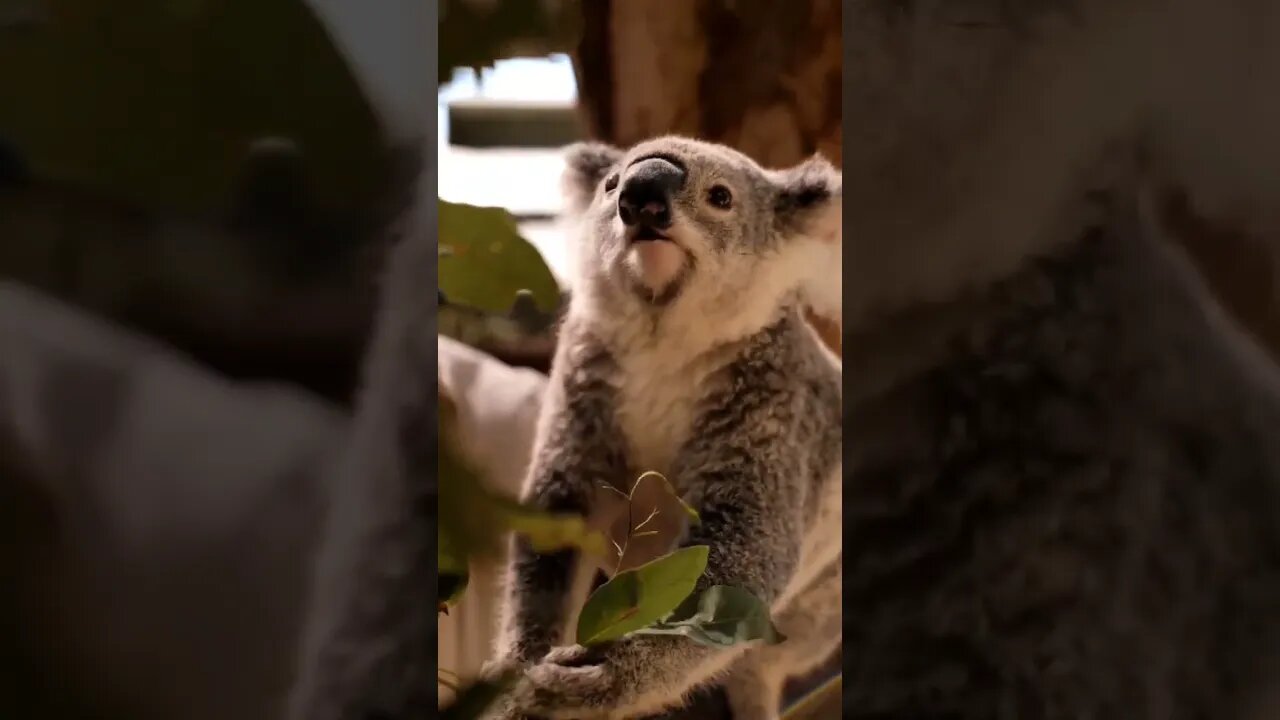 #short #short video #viral #funni #musti #animals #tranding video #kumar #devendra #joks #discovery