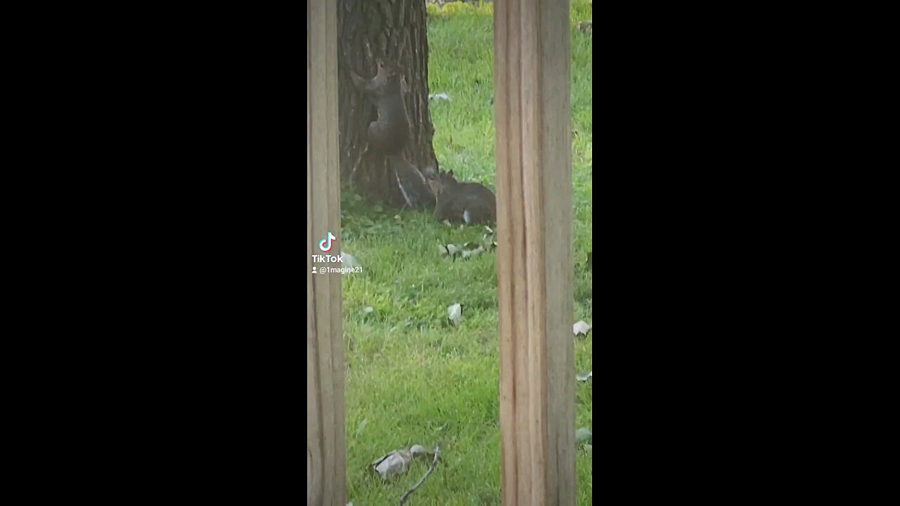 Squirrel Friends