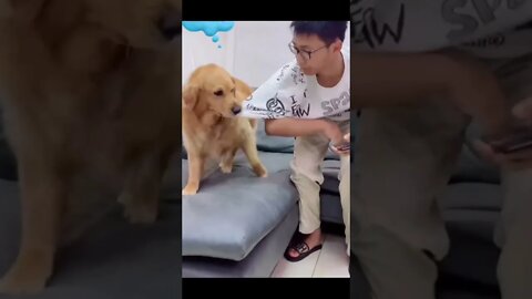 #shorts Смешные Собаки Из Тик Тока 60 Funny Dogs From Tiktok