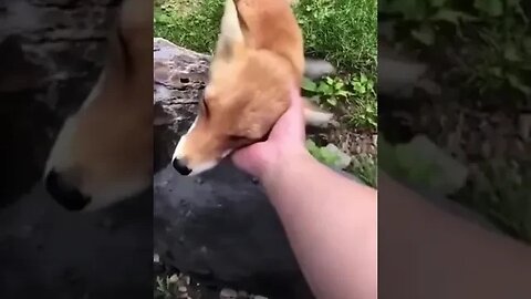 Adorable OWL & FOX Love With Human 🥰 #petvideos #animalshorts #cuteanimals