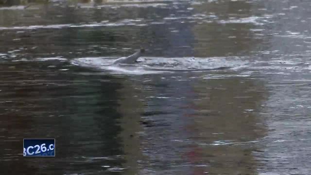 Wolf River flooding provides unique view of sturgeon spawning
