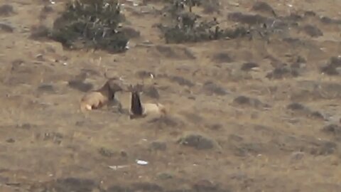 SLEEPING ON A HILLSIDE! MONSTER BULLS!