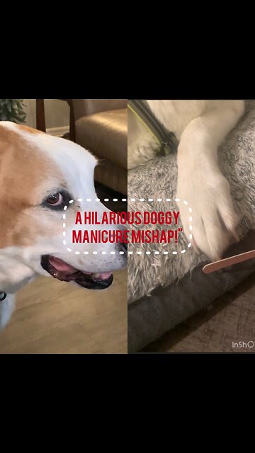 A Hilarious Doggy Manicure Mishap!"