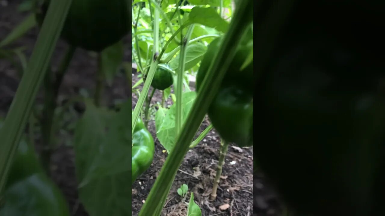1st Green Pepper! 🫑