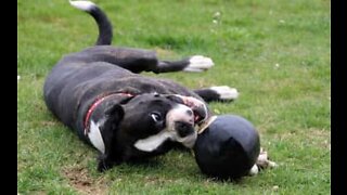 Emotional: Dog and soldier reunites after six months