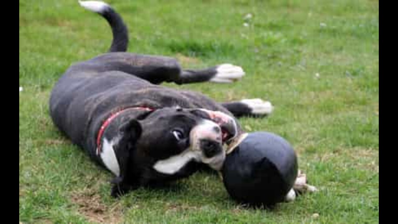 Emotional: Dog and soldier reunites after six months