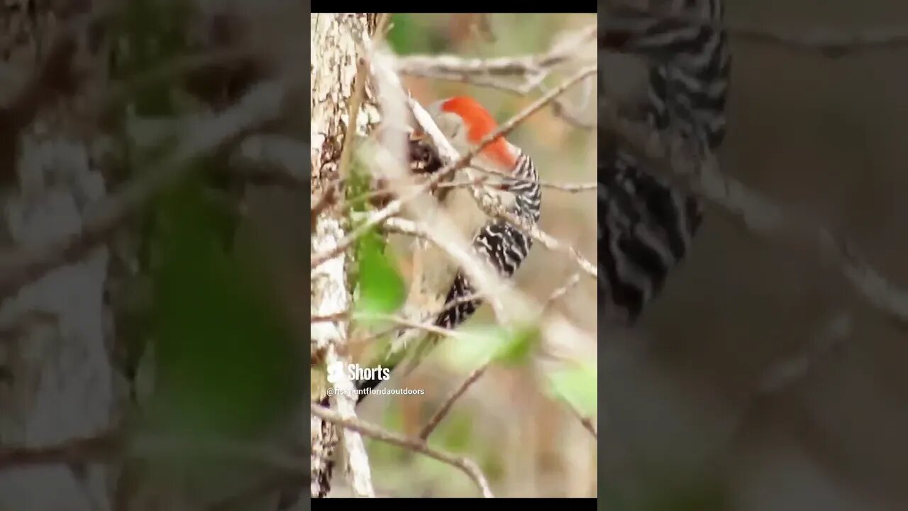Woodpecker