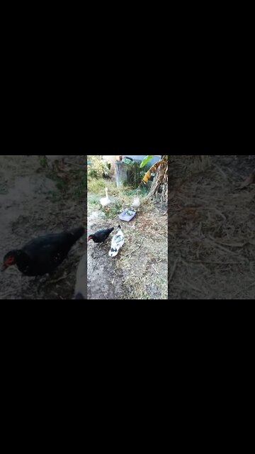 Three goslings and their parents loving the water