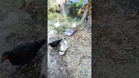 Three goslings and their parents loving the water