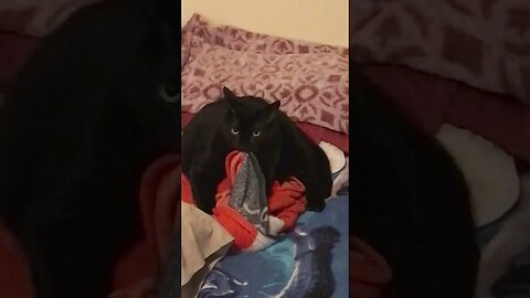 Sylvester “Mother I Crave Violence