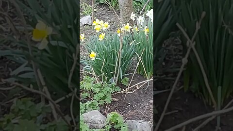 за Кого да Не гласуваме, ако не сме кокошки