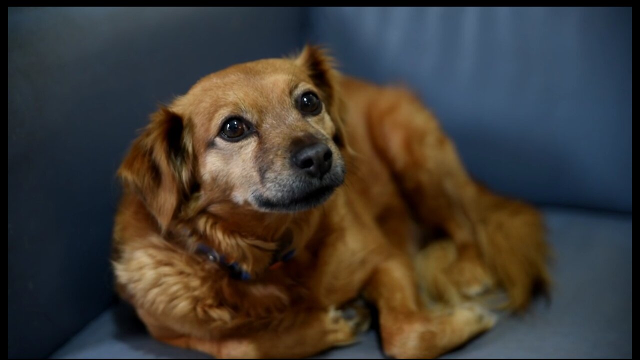 Cute furry dog