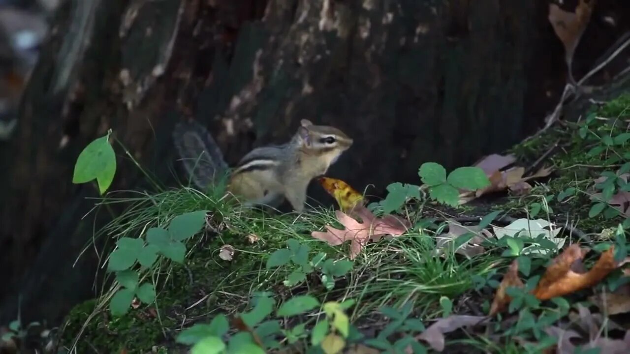 Beachfront B roll Chipmunk Royalty Free Footage