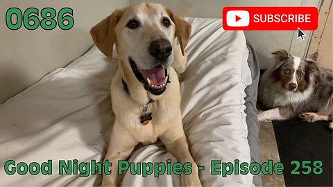 [0686] GOOD NIGHT PUPPIES - EPISODE 258 [#dogs #doggos #doggies #puppies #dogdaycare]