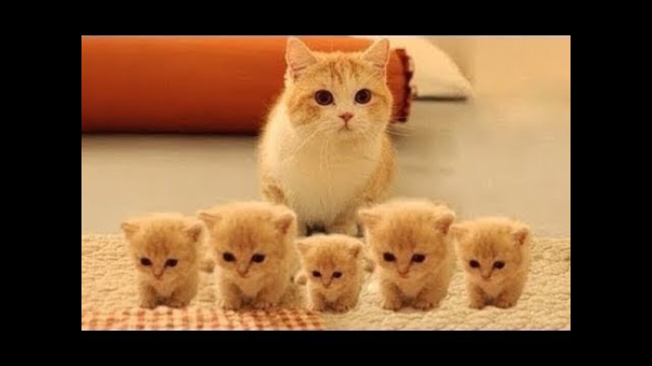 Cute Pets And Funny Animals Compilation #01 🤩