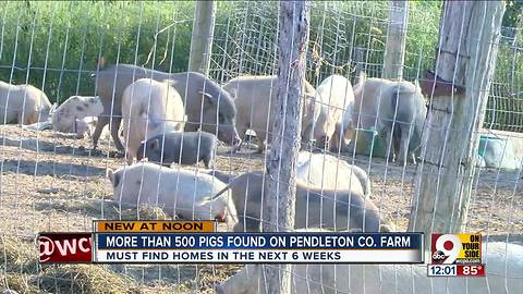 Animal rescue: Woman has over 500 pigs on NKY farm