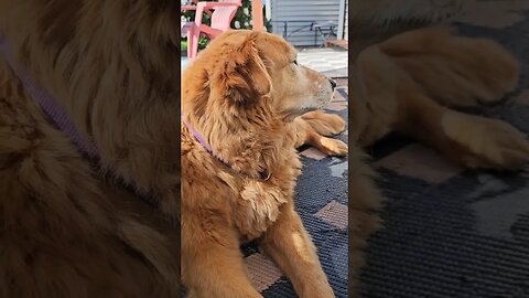 Mister Titan. waiting for the dinner bell? #best #dog #life #goldenretriever