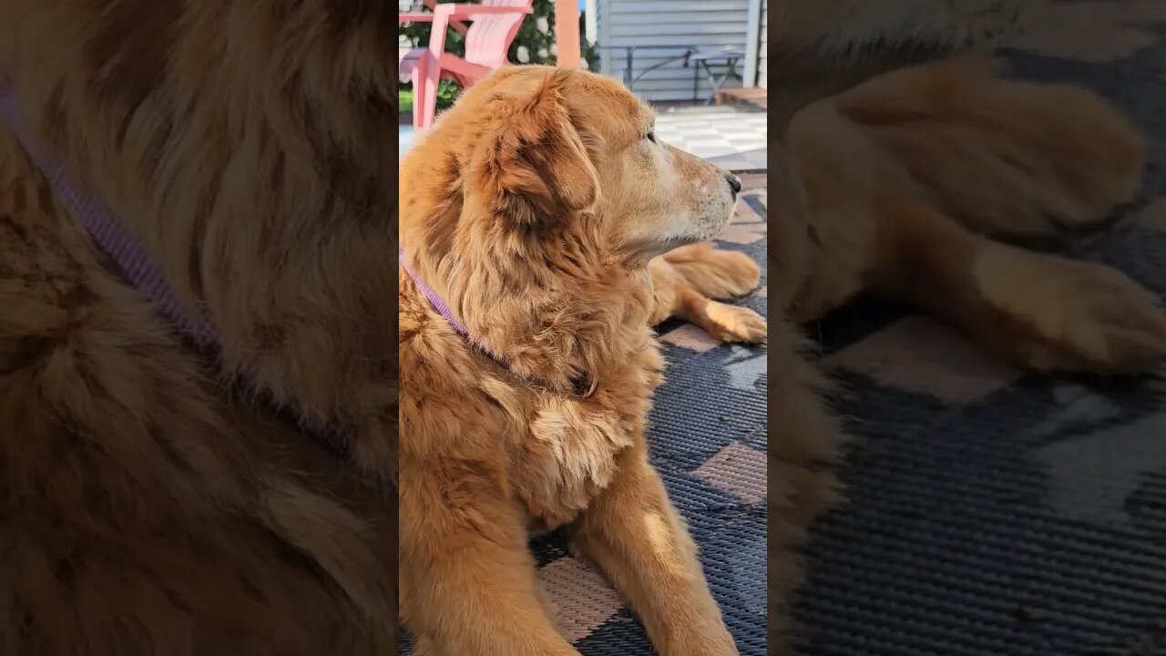 Mister Titan. waiting for the dinner bell? #best #dog #life #goldenretriever