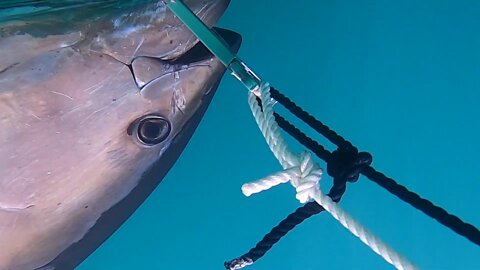 Bluefin Tuna 241 cm