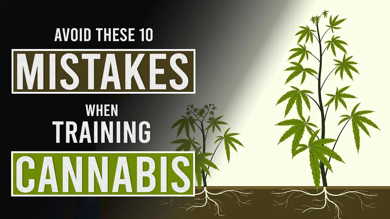 10 Mistakes to Avoid When Training Cannabis Plants!