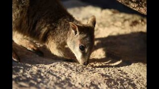 Wallaby filhote interage com visitantes em ilha Australiana