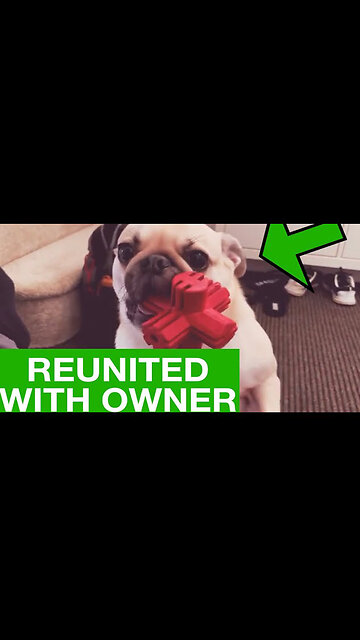 Pug and owner reunite after 7 days apart