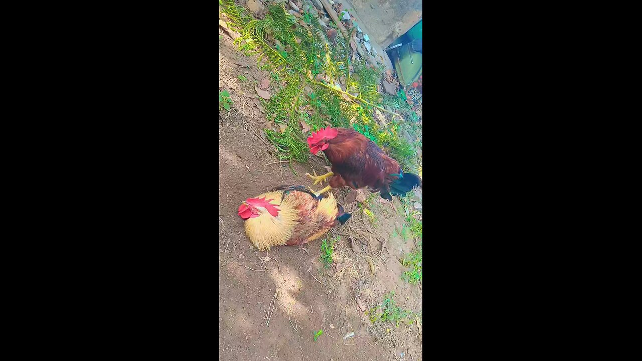 My Roosters 🐓🐓🐓