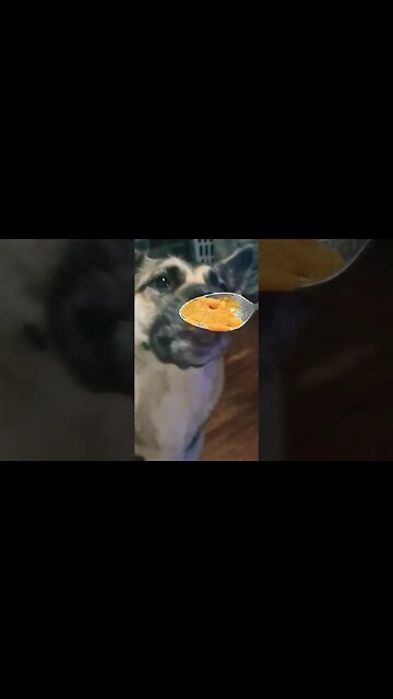 Maple Trys Eating From A Spoon