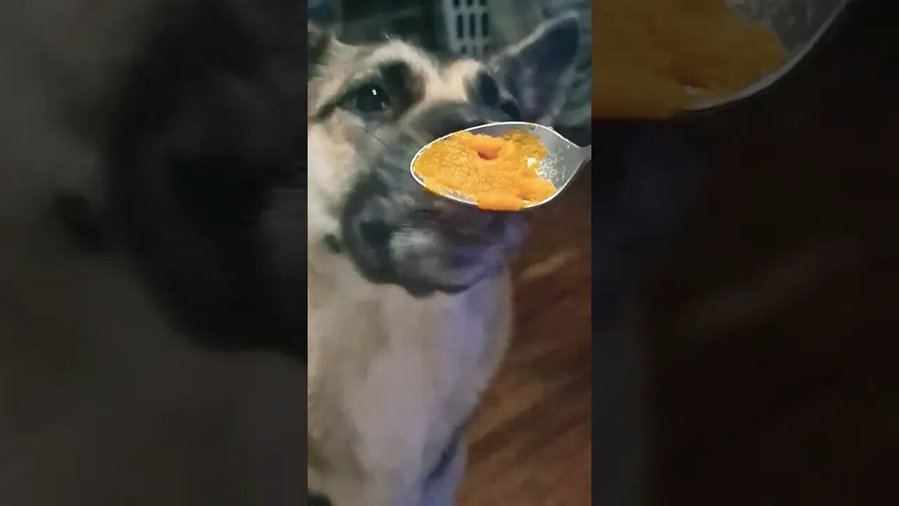 Maple Trys Eating From A Spoon