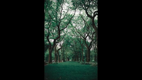 Relaxing jungle sound with birds , nature-meditation and stress relief.