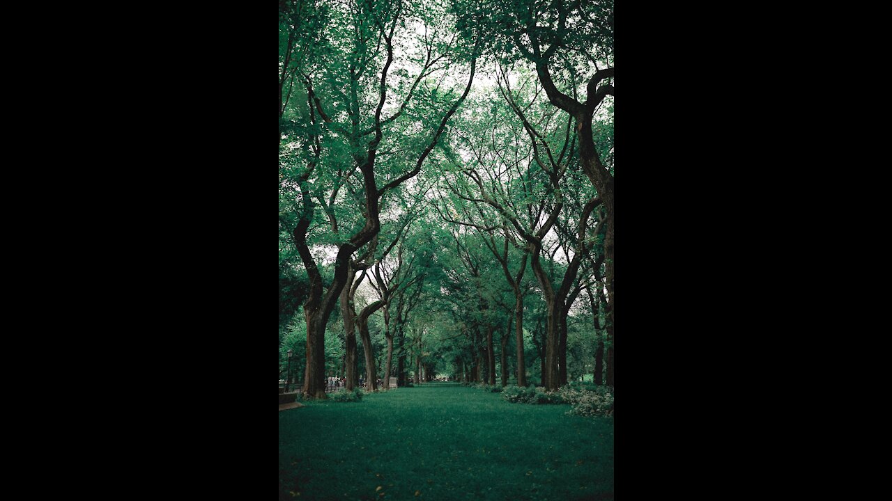 Relaxing jungle sound with birds , nature-meditation and stress relief.