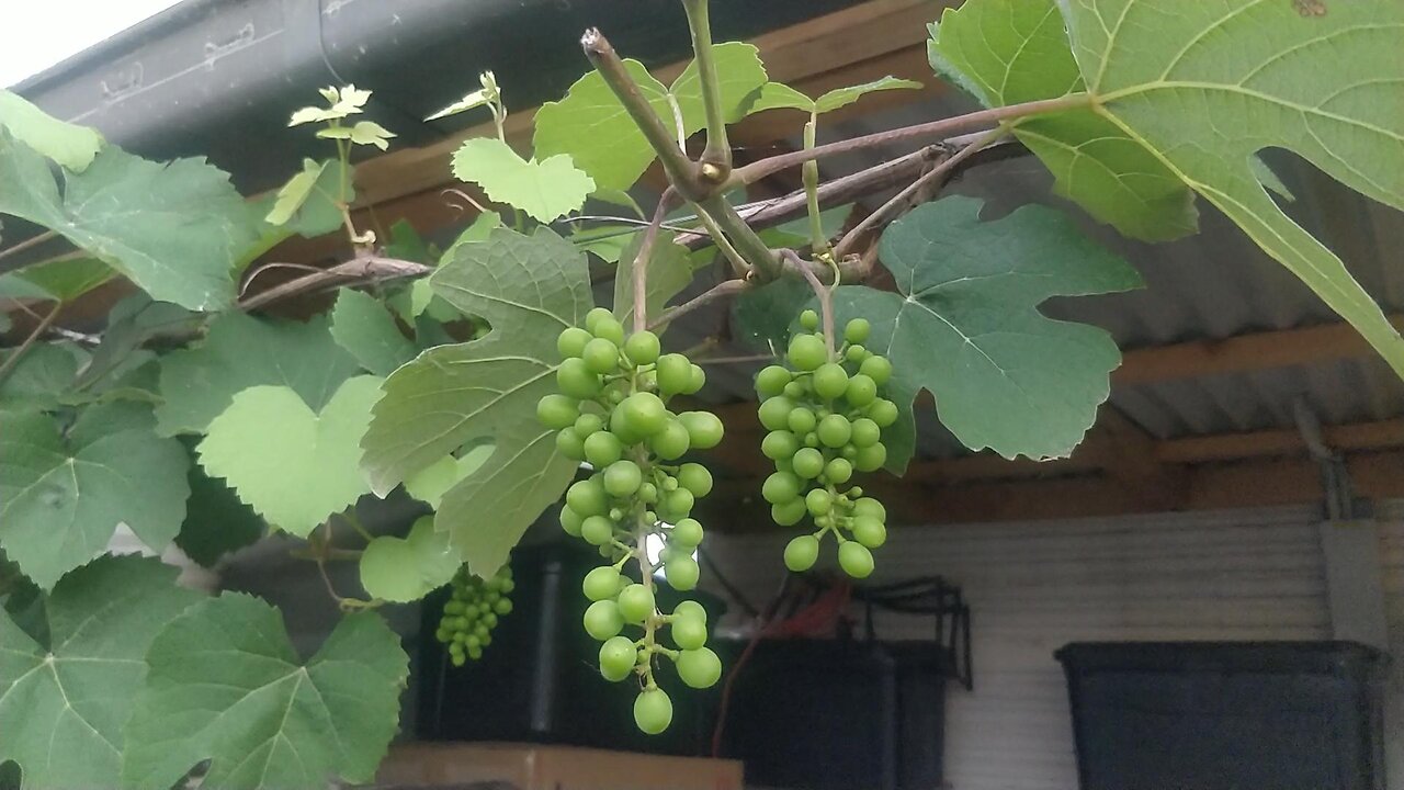 Black Isabella Grape Update