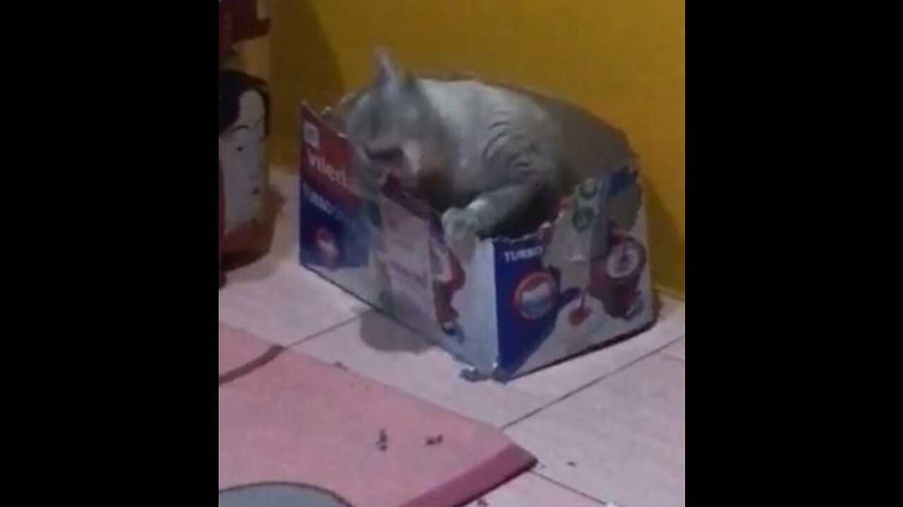 Funny Animals #2 - Sam loves chewing cardboard