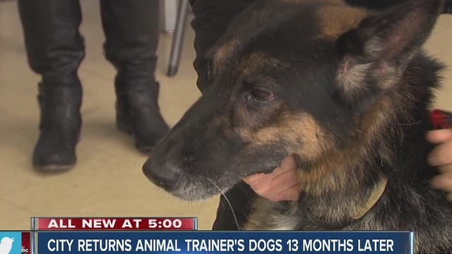 City returns animal trainer's dogs