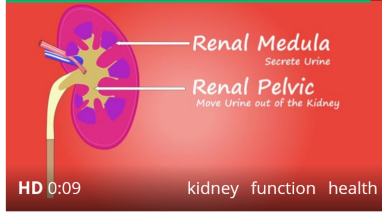 Kidney function