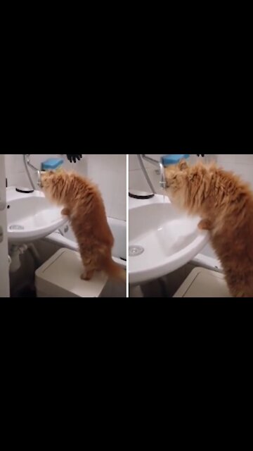 Smart Kitty Trained To Drink Water From The Faucet