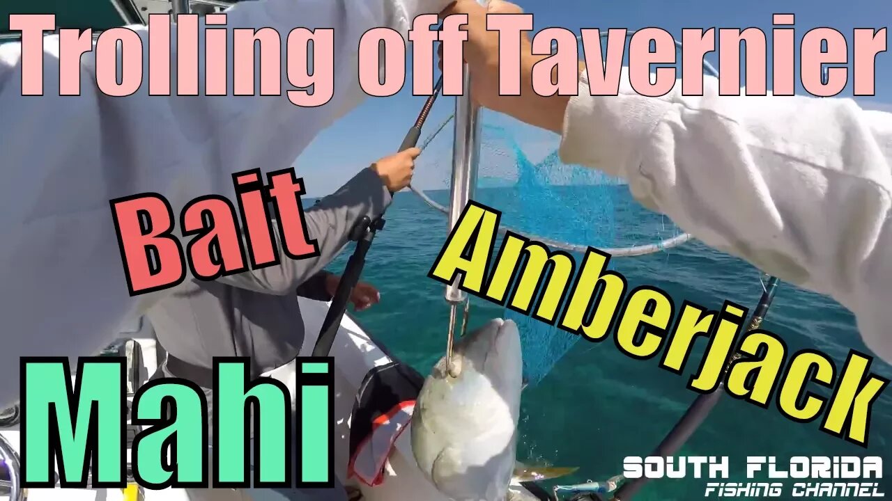 Fishing off Tavernier. Catching Bait, Mahi & Yellowjack